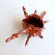 Forgotten offering shell 