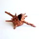 Forgotten offering shell 