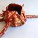 Forgotten offering shell ceramic vessel L