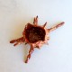 Forgotten offering shell ceramic vessel L